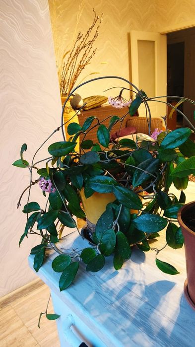 Хойя - Восковой плющ