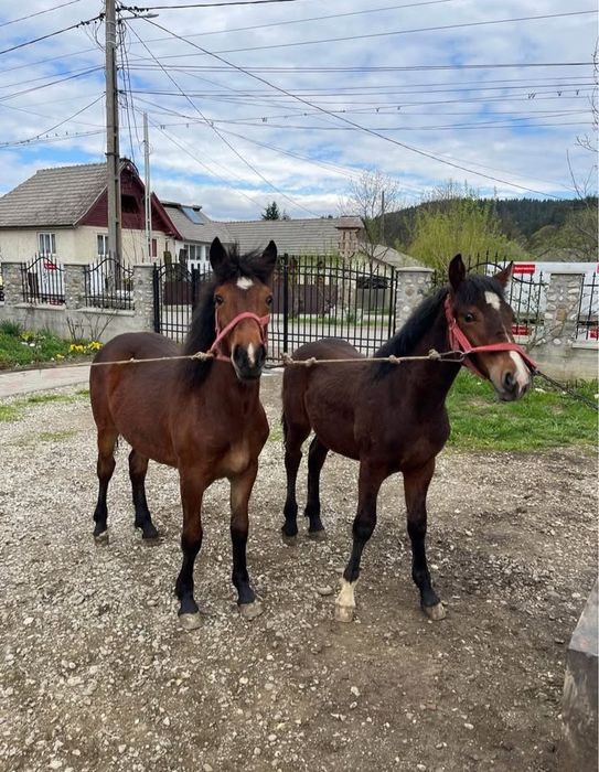 Vând o pereche de mânji