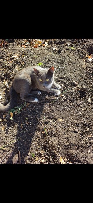 Отдам котика в добрые руки.