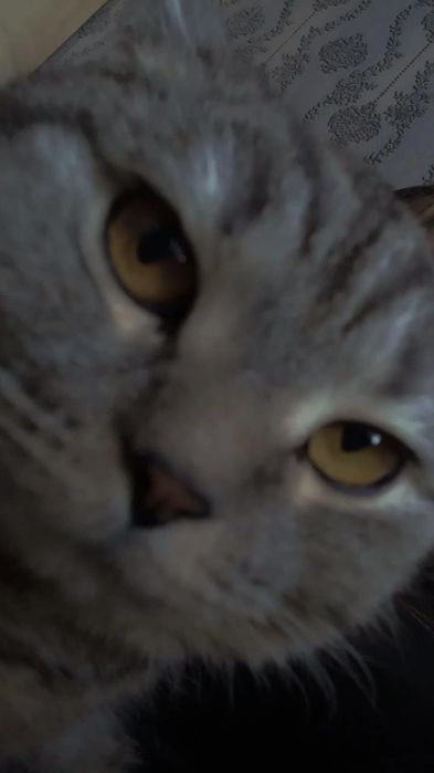 Котик породистый