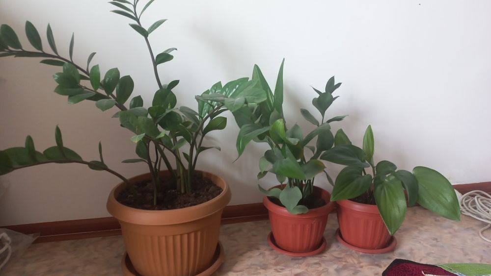 горшоктегі Гүлдер сатылады