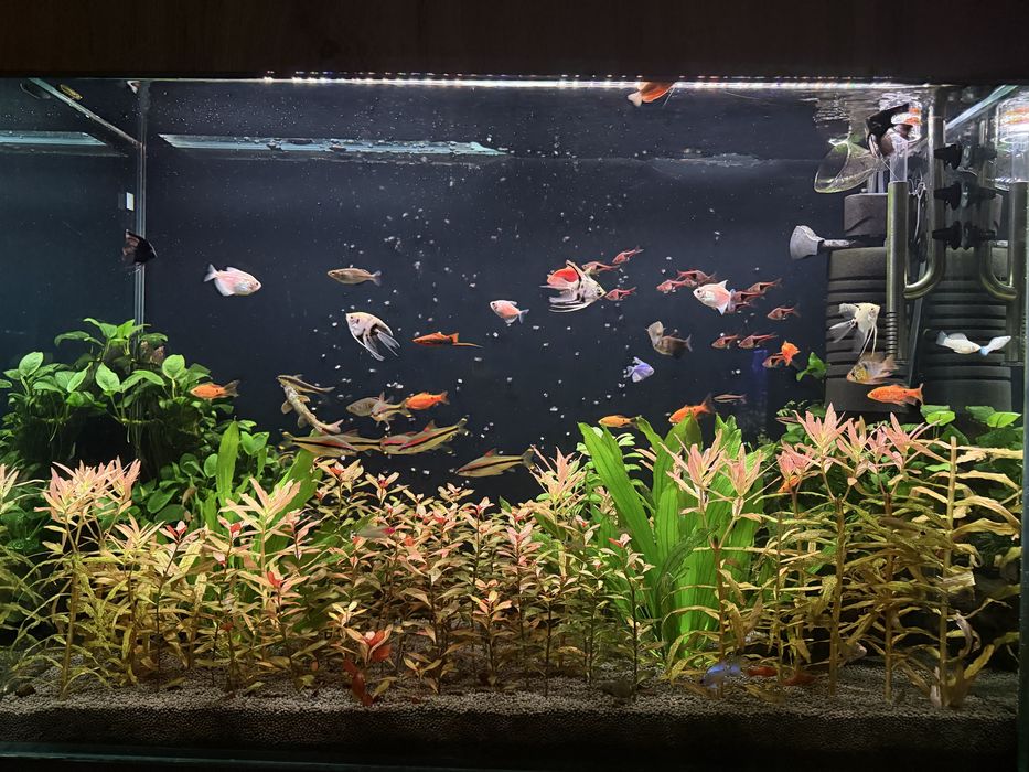 Продаю свой аквариум на 250 литров полностью в комплекте травник