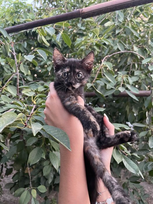 Отдаем котят в добрые руки