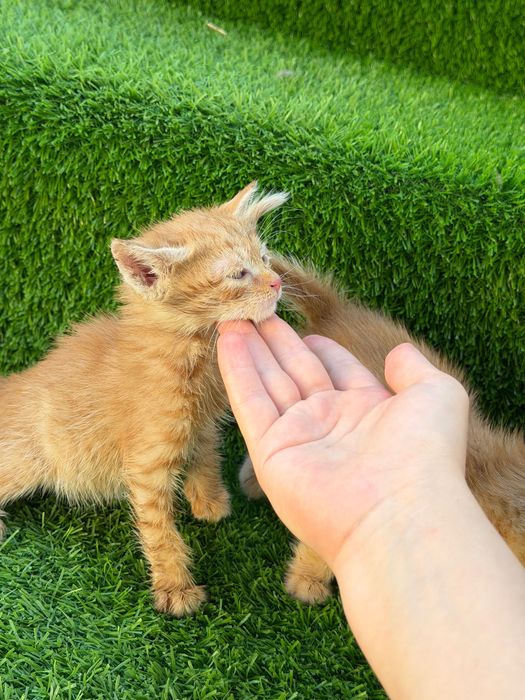 Котенок мальчик и девочка