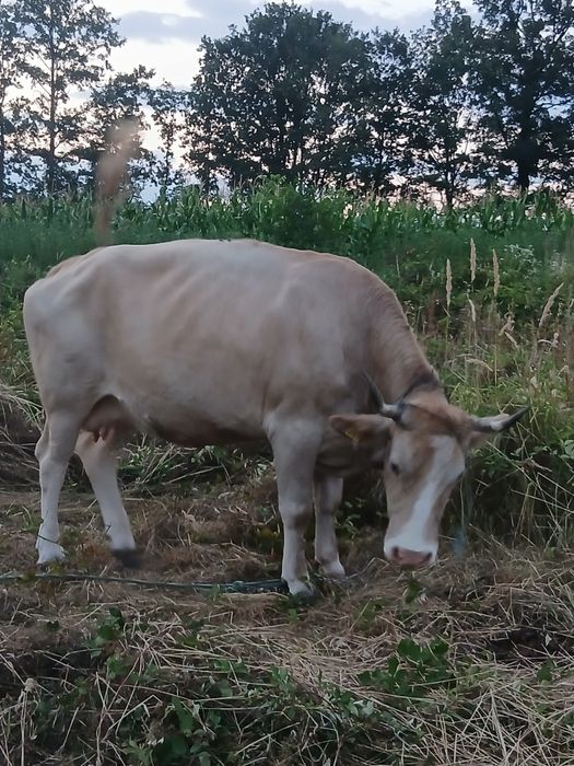 Vând vaca detalii la telefon!