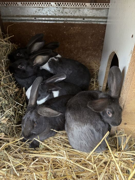 Hicole francez iepuri