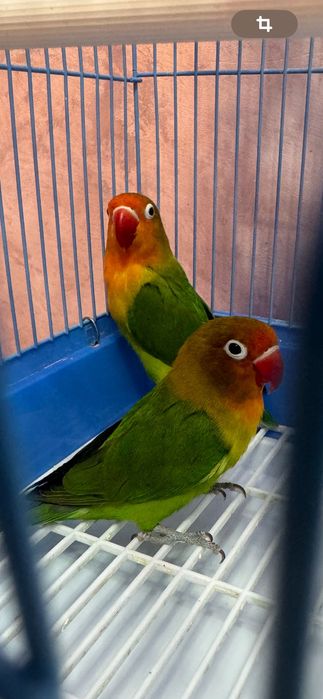 Продам пару попугаев неразлучников