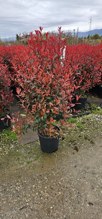 Photinia red robin tufa sau pe tija