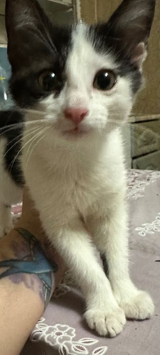 Отдам котенка в добрые ручки