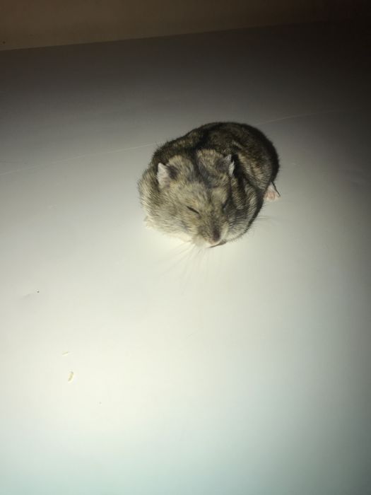 Hamsteri pitici(foarte blanzi)