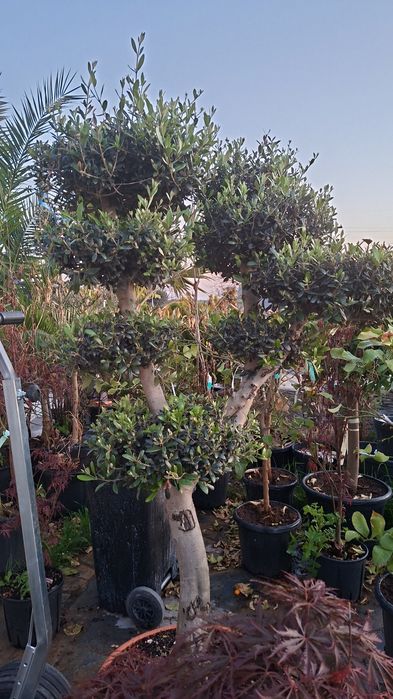 Palmieri măslini artari plante exotice