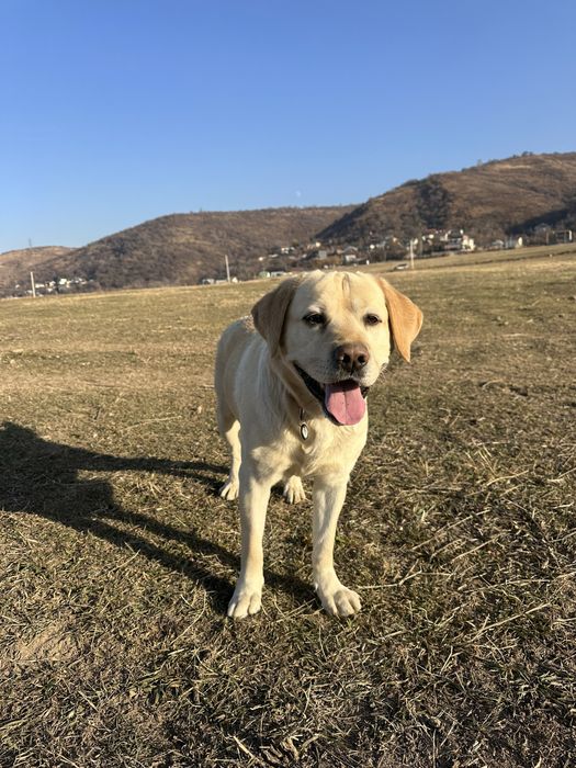 Вязка лабрадора ретривер