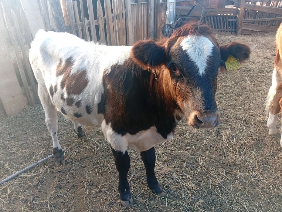 Продам корову и телят