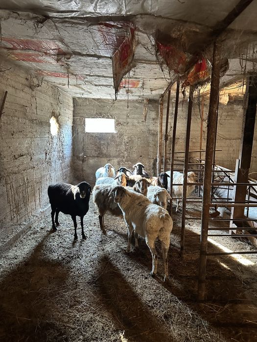 Қой сатылады /продам баранов