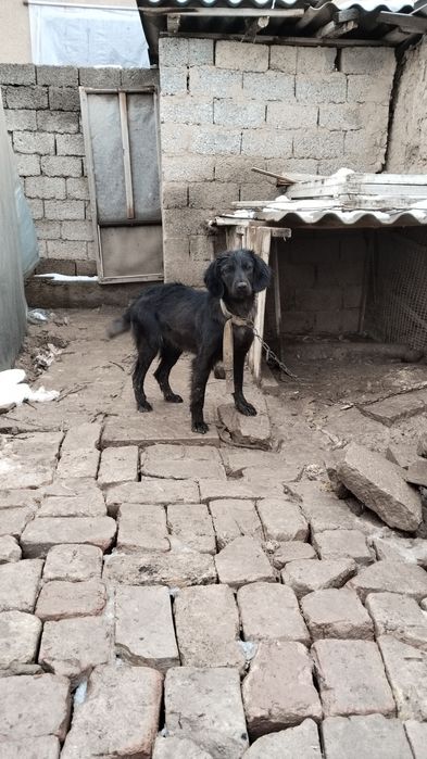 Ovchi qorovul it qiz bola 1 yosh boladi fevralda hali qoshlmagan