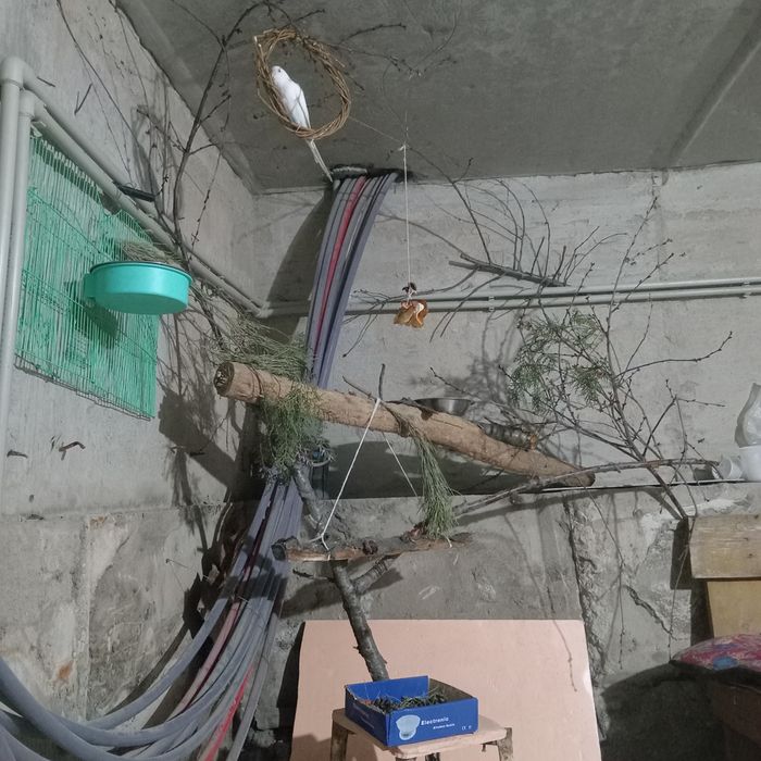 попугай, ЧИТАТЬ описание