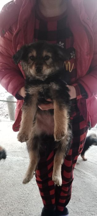 Отдам щенков в хорошие руки