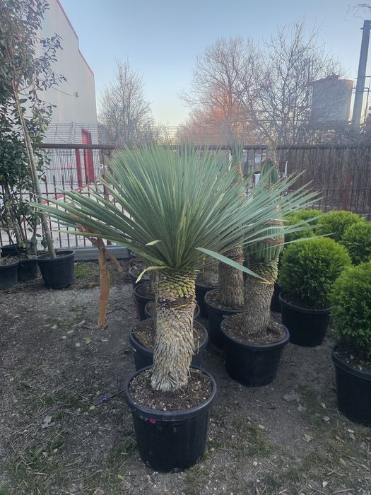 Plante ornamentale pentru gradina