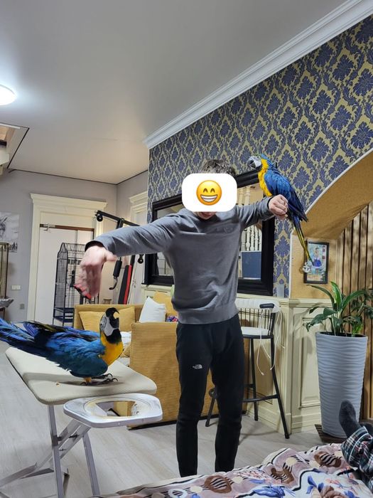 Продам двух попугаев