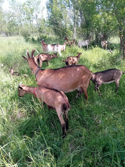 Vând iezi alpine francez