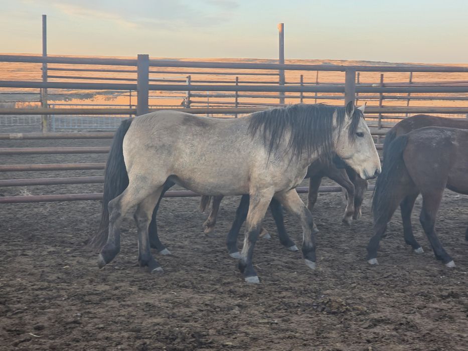 Мұғалжар тұқымы айғыр сатылады