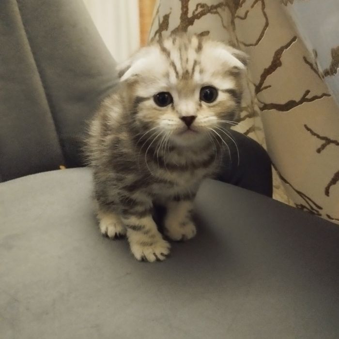 Шотландских харланд