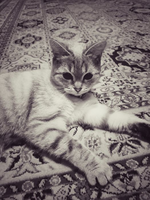 7-8 ай сүйкімді мысық