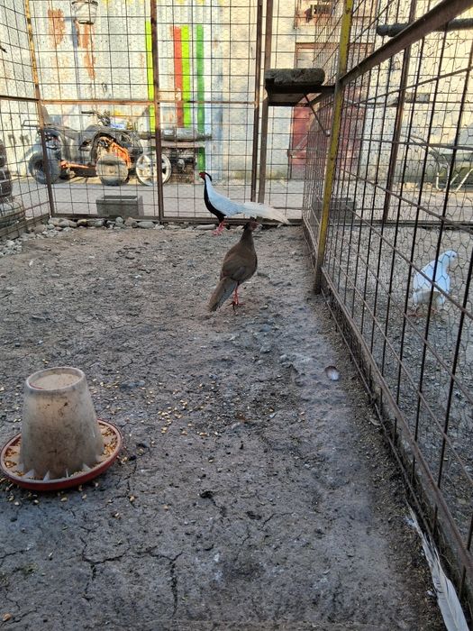 Vand sau schimb cu pauni