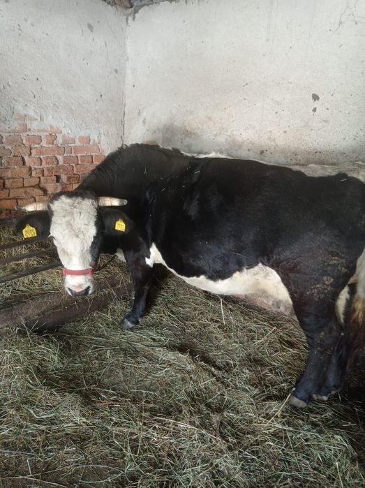 Vaci gestante de vanzare