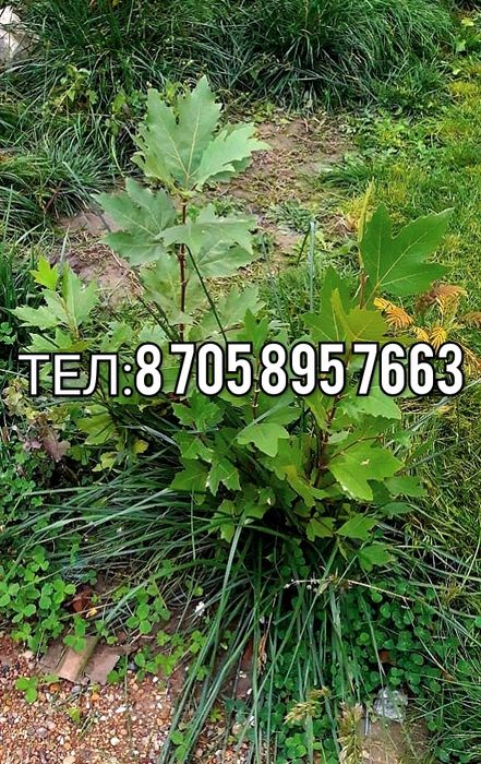 Саженцы клёна чинара(Платан)