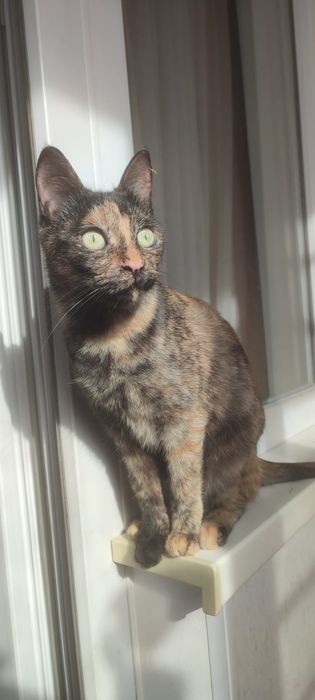 Котята котёнок мысык