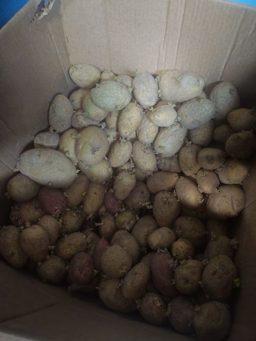 Продам картошку семенную