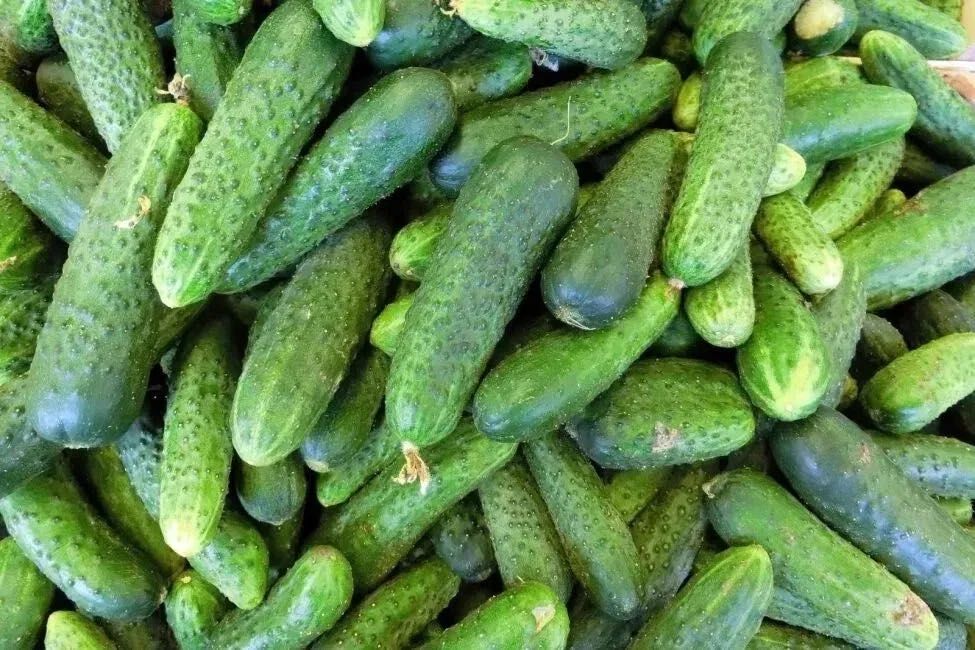 Продам домашние огурцы