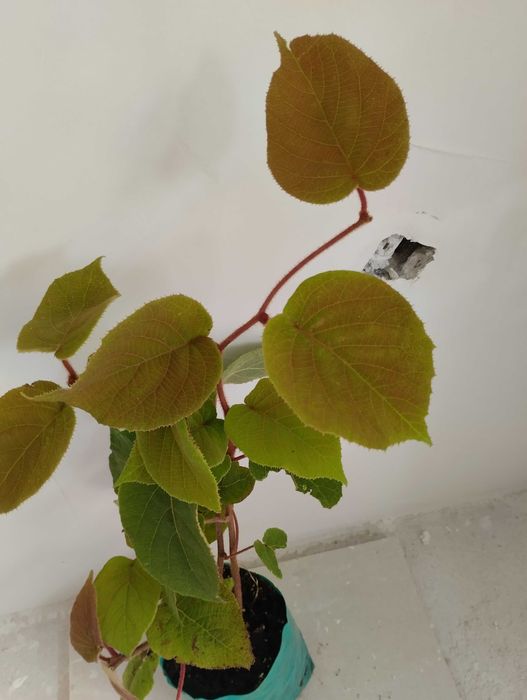 Кивита Хейуърд, Томури, Златно киви, Белен, Самоопрашващо