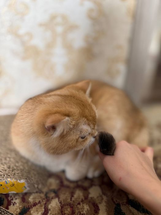 Zalataya shinshilla ny12 Vyaska