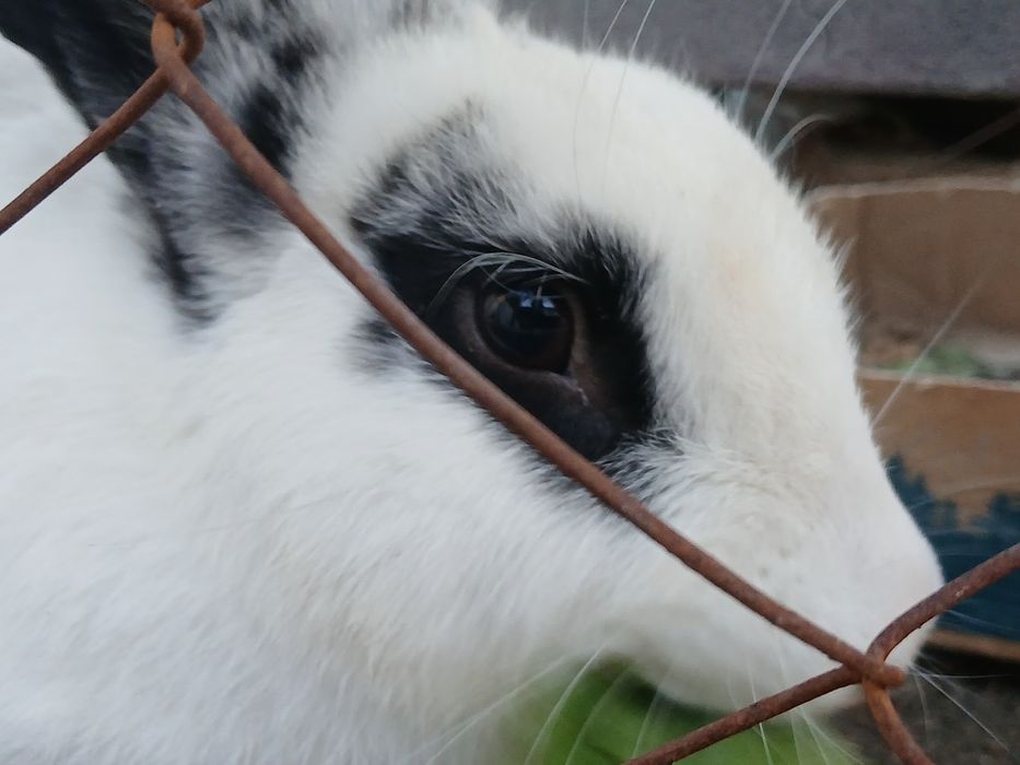 Продается кролик порода Бабочка