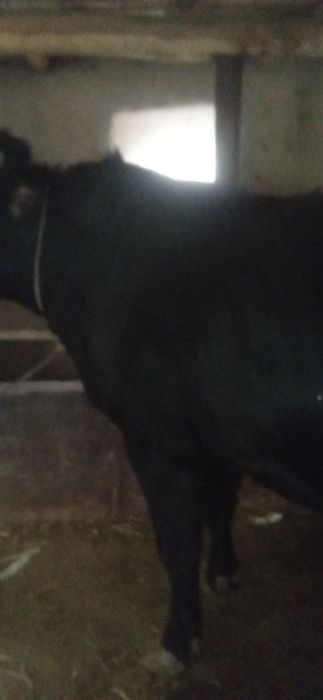 Boʻqa sotiladi , Manzil Namangan viloyati Chust tumani Gʻova qishlogʻi