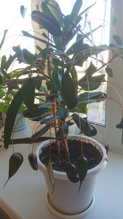 Продам комнатные цветы