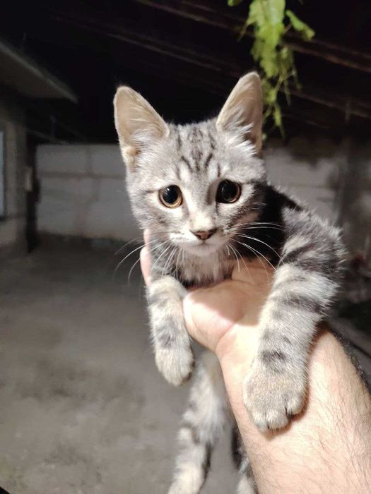 Мурзик котенок породистая