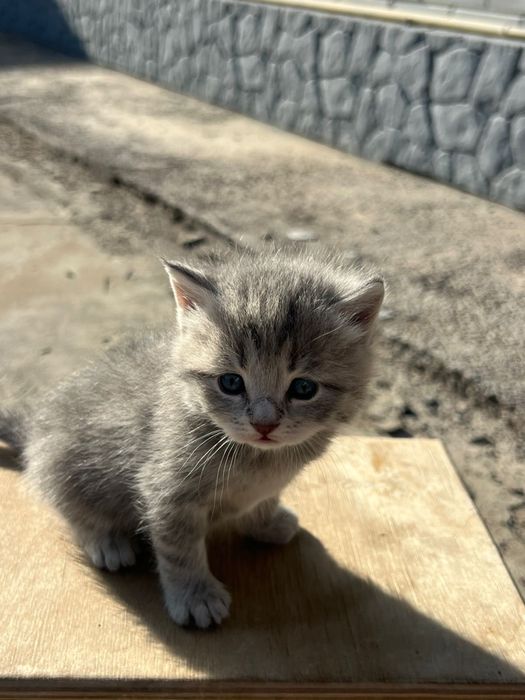 Котята продадим в хорошие руки