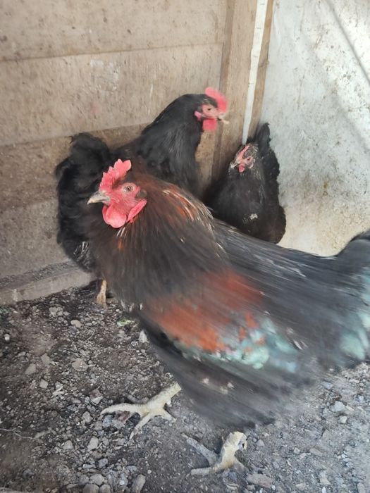 Куры Петух 1+3 Черный