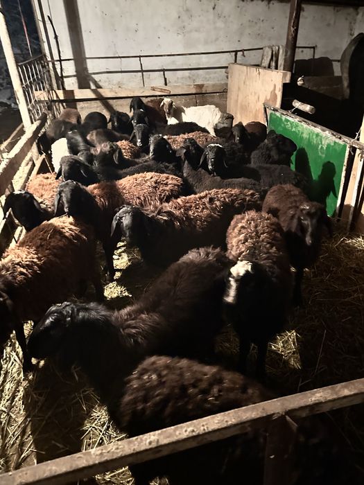 Қошқарлар сатылады