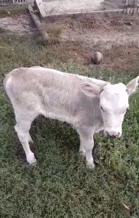 Продам телёнка тёлочку