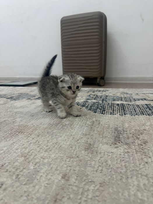 Продаются кошки породистые