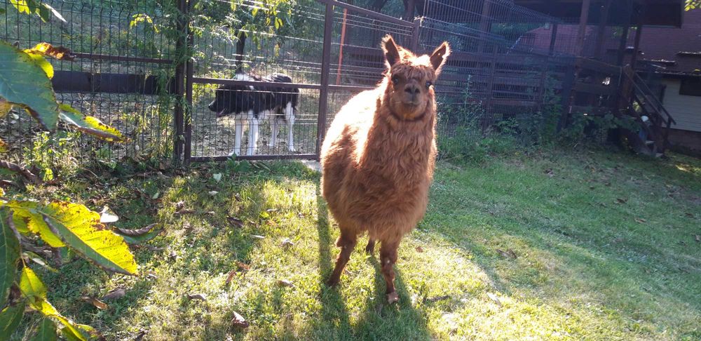 VAND o femela de ALPACA bine intretinuta