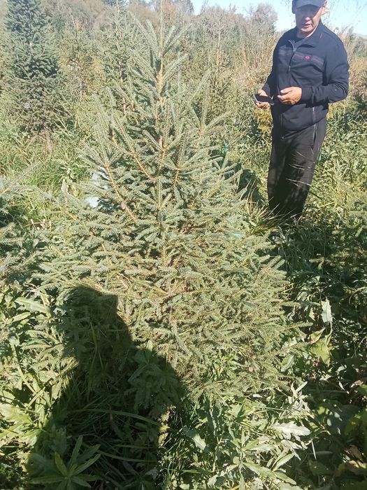 Ёлки европейские