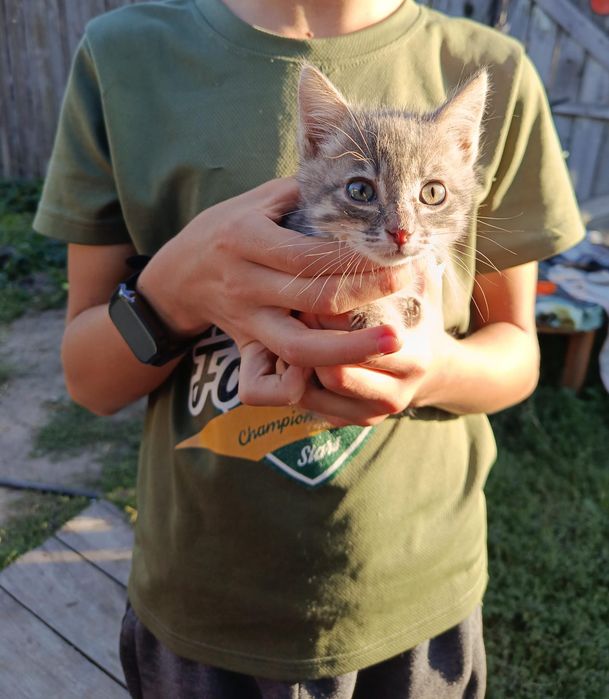 Отдам котенка мальчик