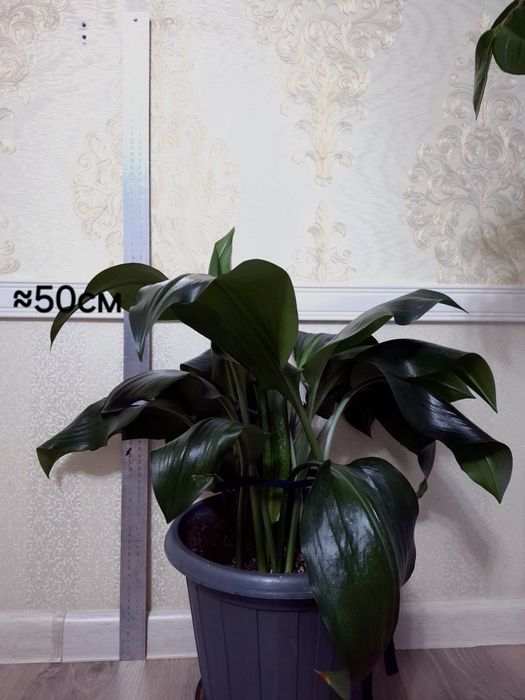 Комнатные растения Эухарис(Амазонская Лилия)