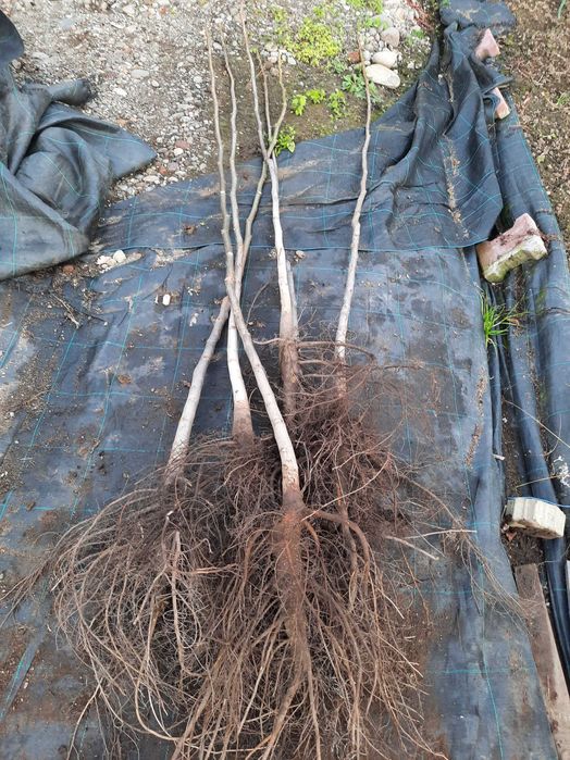 Puieți de nuc certificați Geoagiu 65.