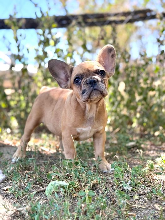 bulldog francez merle